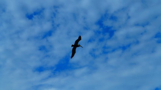 Sky Bird Daytime Cloud