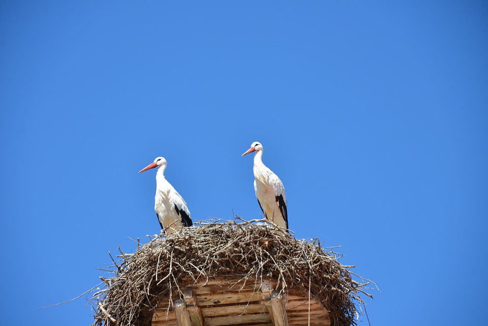 Birds animals rattle stork