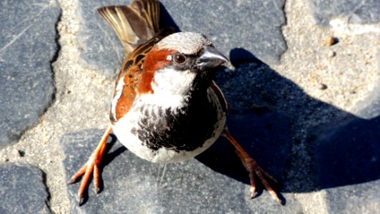 Bird Sparrow Beak Fauna photo