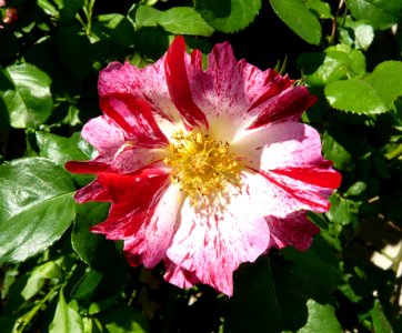 Flower Plant Flowering Plant Rose Family