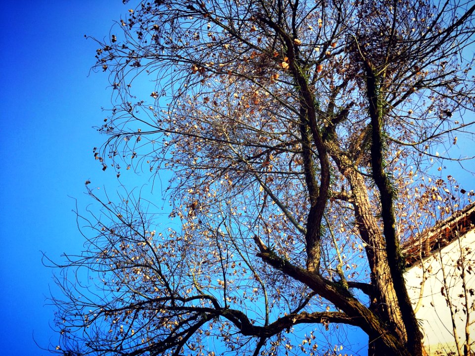 Sky Tree Branch Blue