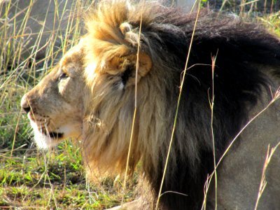 Wildlife Lion Terrestrial Animal Masai Lion photo