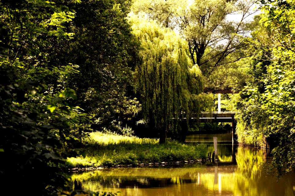 Reflection Water Nature Green