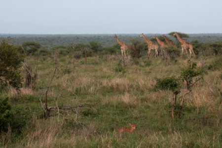 Grassland Ecosystem Wildlife Savanna