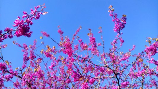 Blossom Pink Branch Purple photo