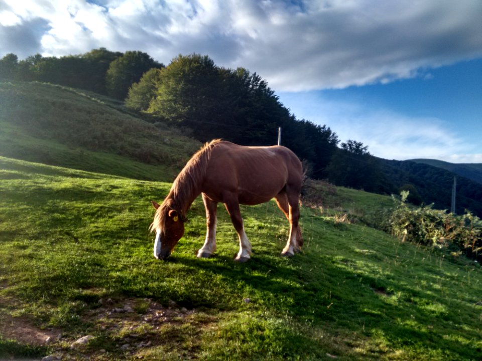 Grassland Pasture Grazing Mountainous Landforms photo