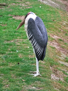 Jacket zoo feather