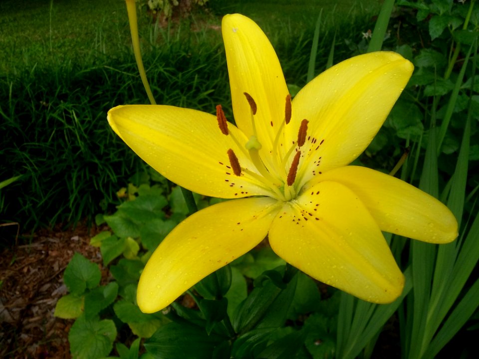 Flower Plant Lily Yellow