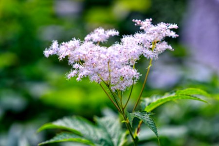 Plant Meadowsweet Flower Herb