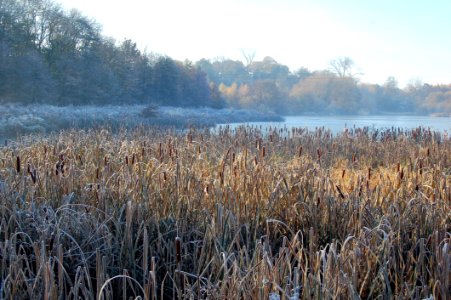 Winter Frost Water Phragmites photo