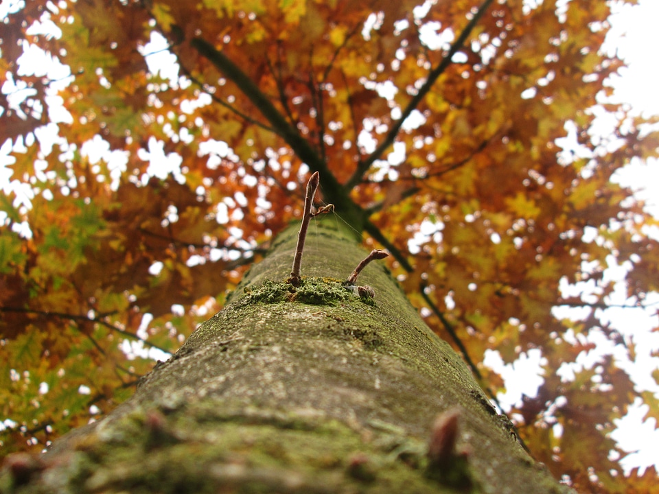 Foliage nature branch