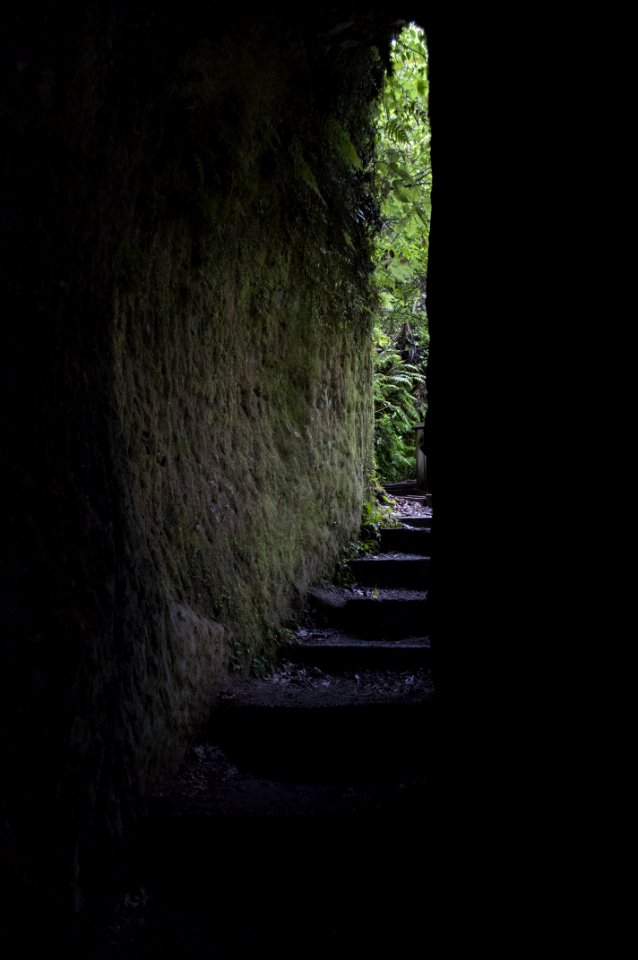 Darkness Cave Tree