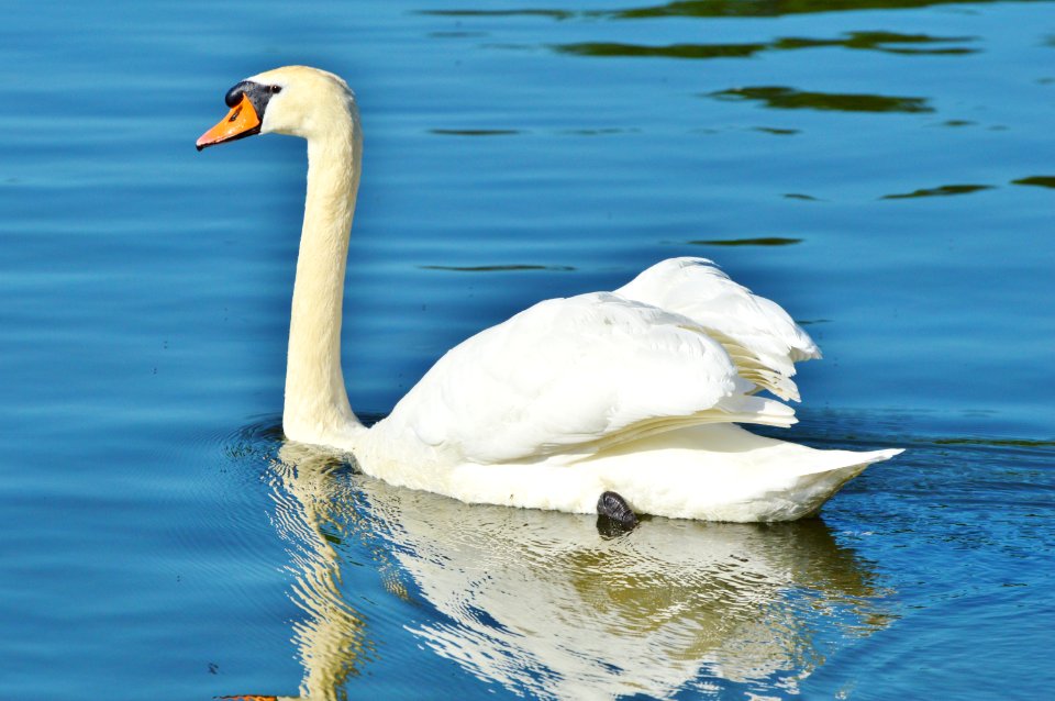 Swan Bird Water Bird Ducks Geese And Swans