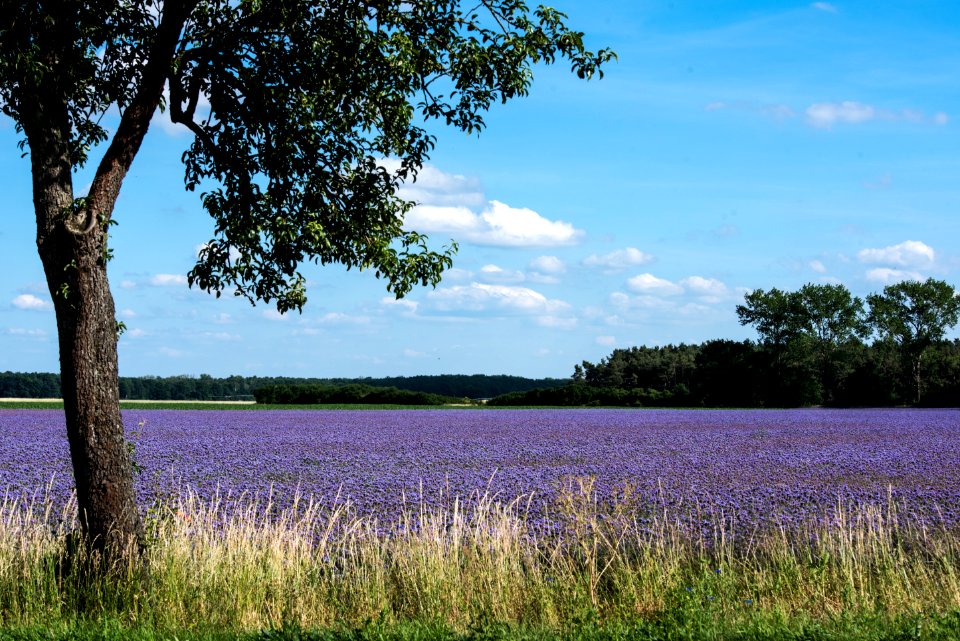 Nature Sky Tree Field