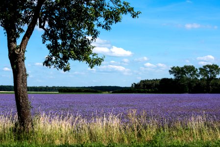 Nature Sky Tree Field