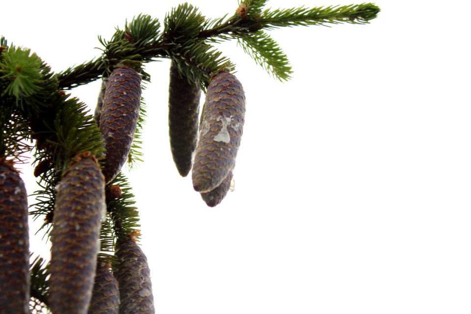 Tree Pine Family Palm Tree Arecales