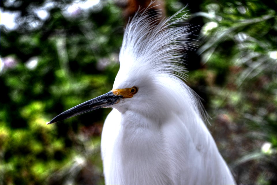 Bird Beak Fauna Wildlife
