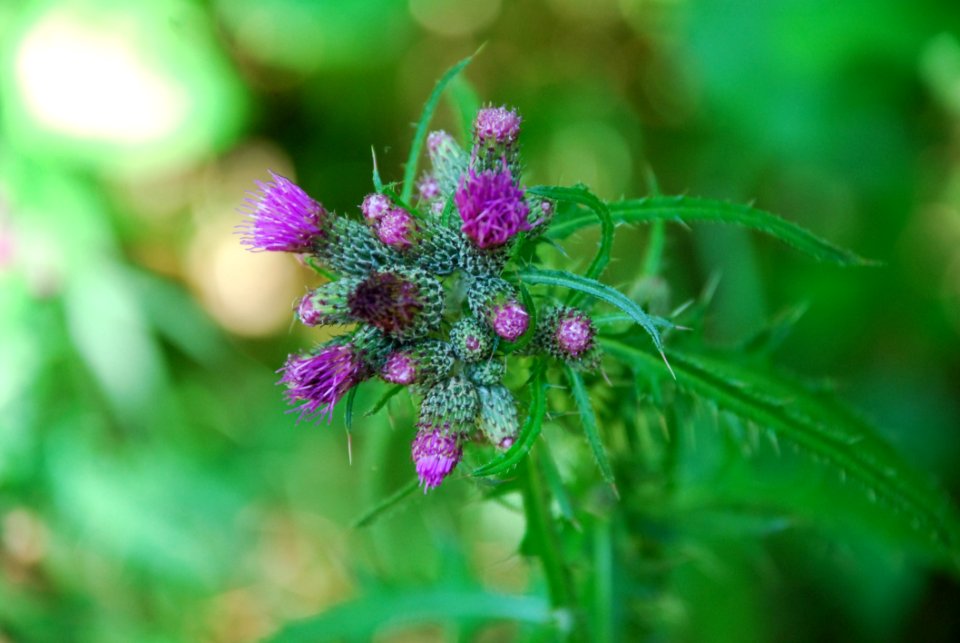 Plant Flower Flora Burdock