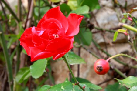 Flower Rose Rose Family Plant