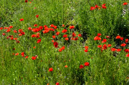 Flower Ecosystem Vegetation Wildflower