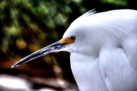 Bird Beak Fauna Great Egret photo