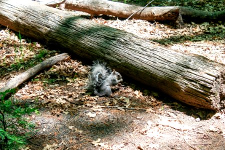 Tree Wood Woodland Grass photo