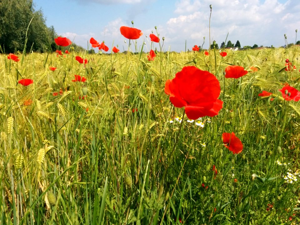 Flower Ecosystem Field Meadow