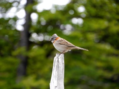 Bird Fauna Beak Sparrow photo