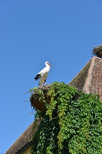 Rattle stork white stork storchennest