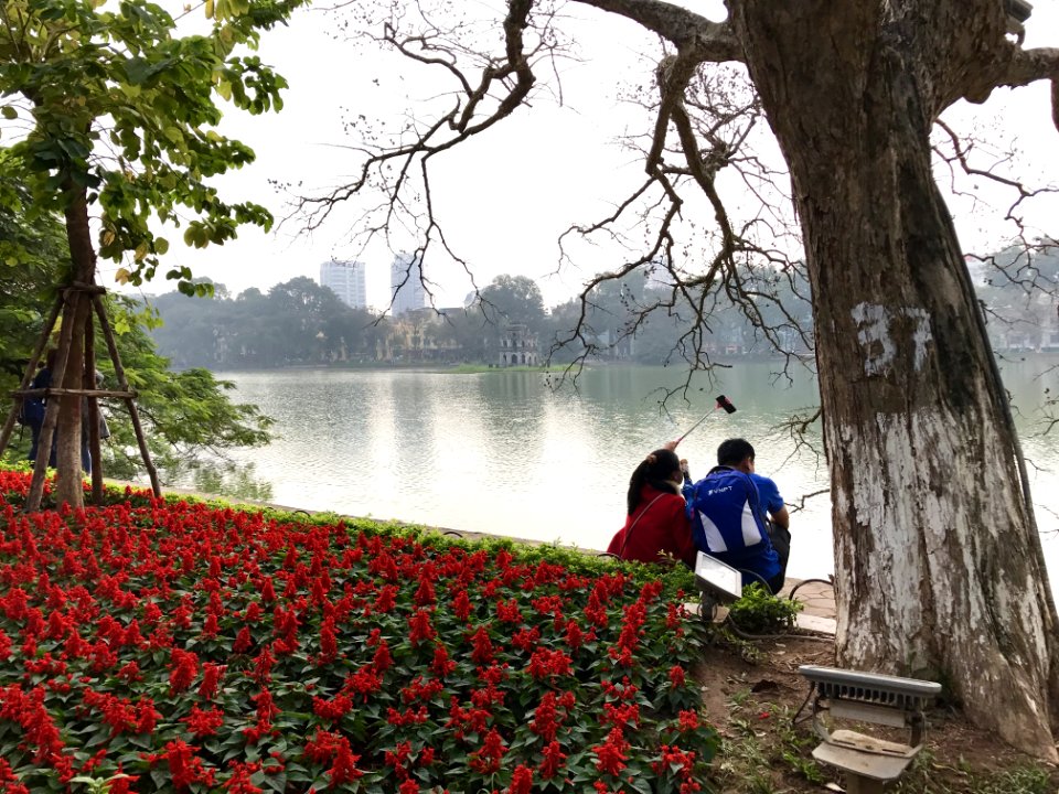 Plant Flower Water Tree