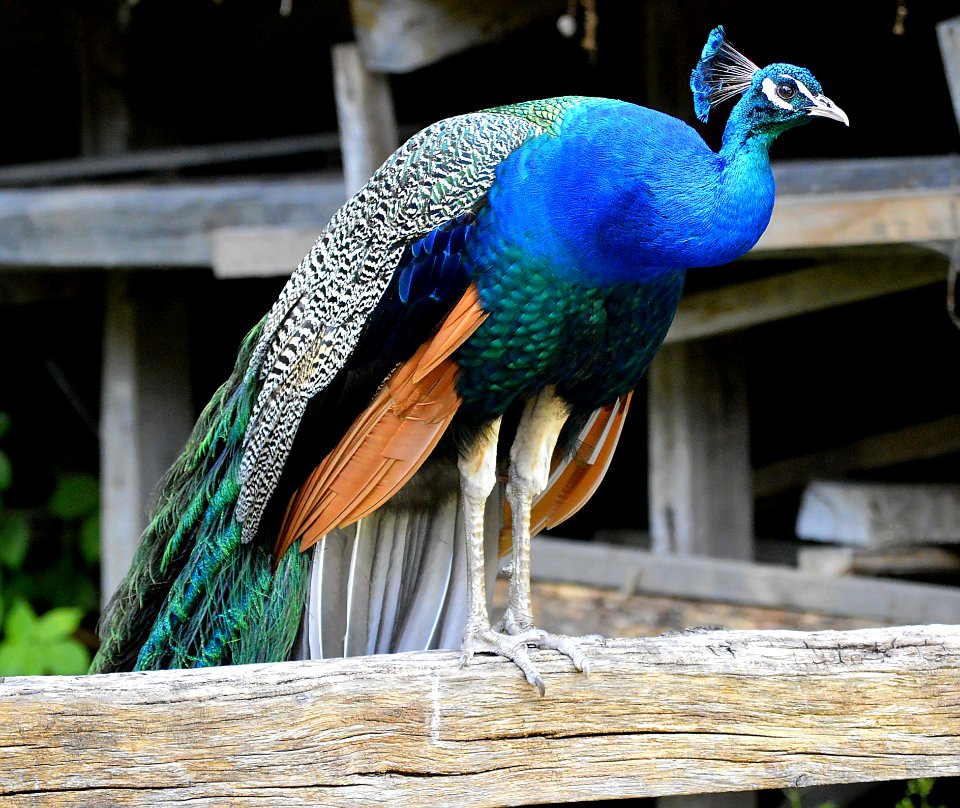 Peafowl Fauna Bird Beak