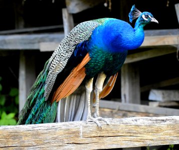 Peafowl Fauna Bird Beak photo