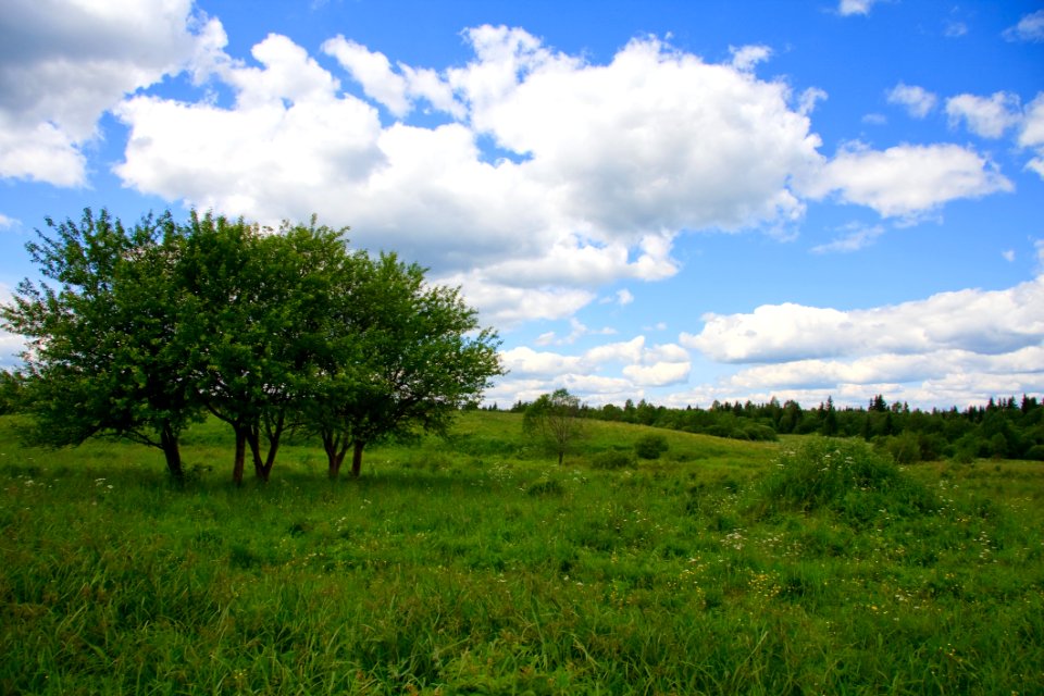 Sky Grassland Cloud Vegetation