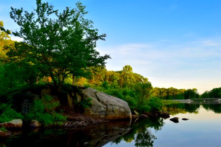 Reflection Water Nature Tree
