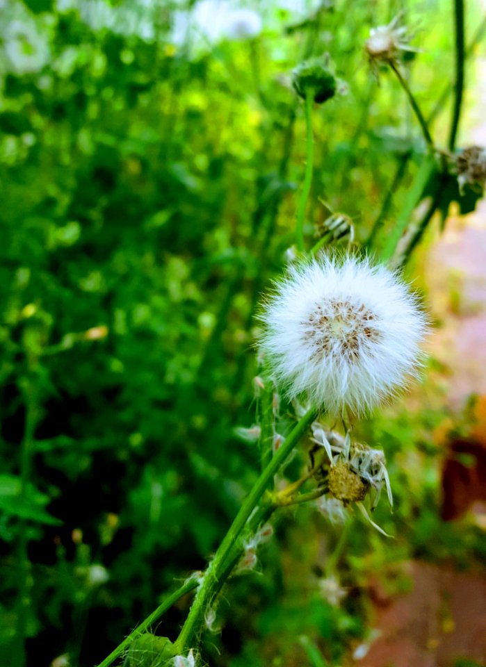 Flower Flora Plant Dandelion