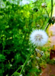 Flower Flora Plant Dandelion