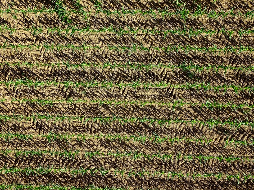 Grass Field Agriculture Crop