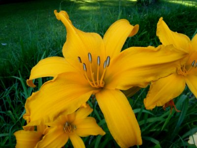Yellow Flower Daylily Lily photo