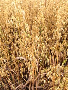 Grass Family Crop Food Grain Grass