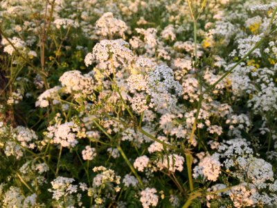 Plant Cow Parsley Flower Flora