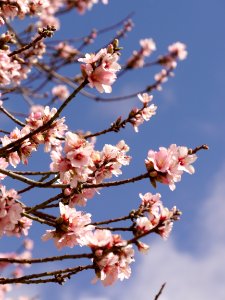 Blossom Pink Branch Spring photo