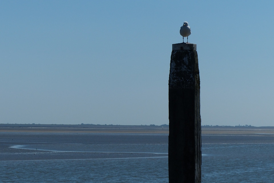 Meerpaal schiermonnikoog seagull