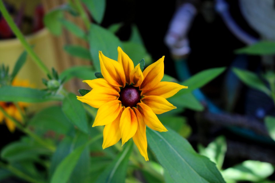 Flower Yellow Flora Plant photo