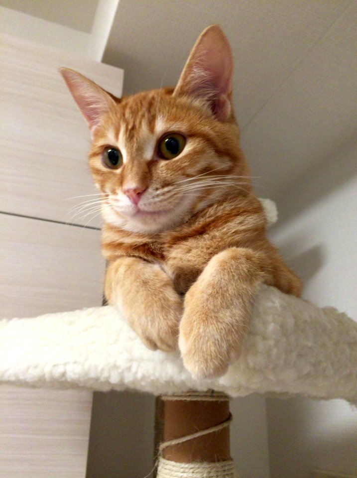 Cat Small To Medium Sized Cats Cat Like Mammal Whiskers