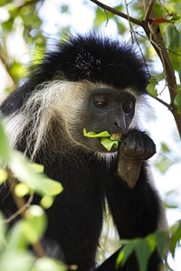 Africa primates black and white