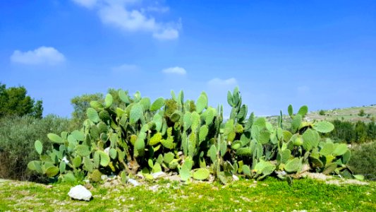 Vegetation Ecosystem Plant Agriculture