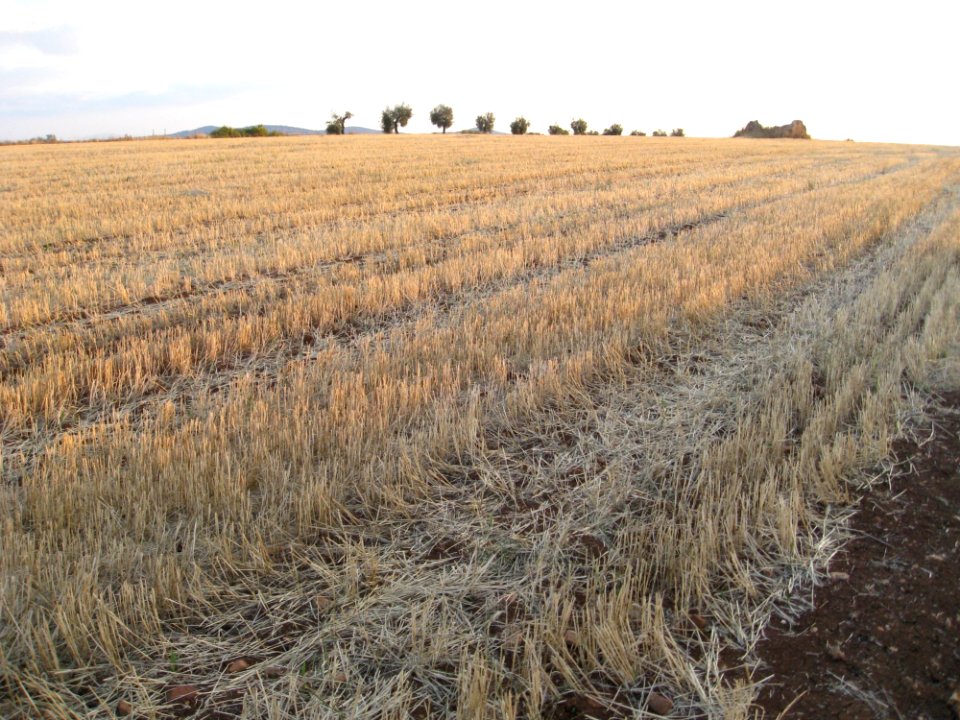 Crop Agriculture Field Grass Family