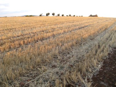 Crop Agriculture Field Grass Family