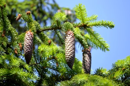 Tree Ecosystem Pine Family Spruce