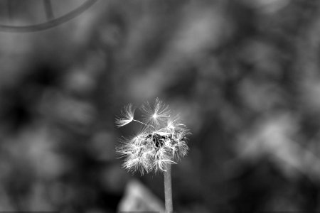 Black And White Nature Monochrome Photography Flora